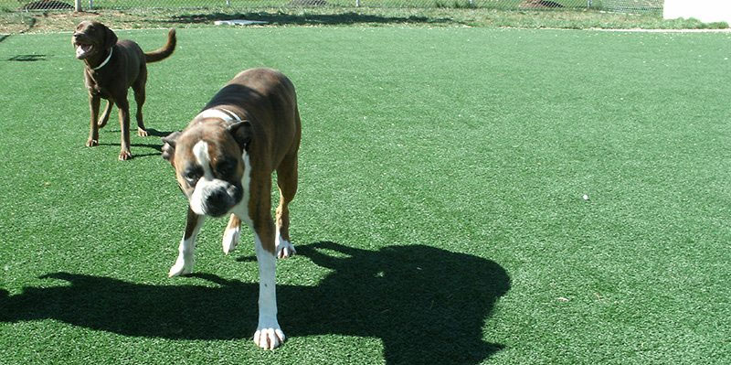 K9Grass installation
